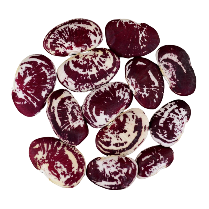 christmas lima bean seeds