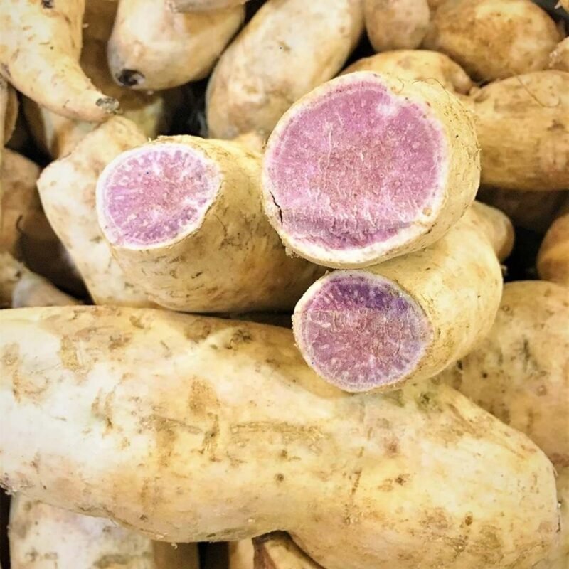Okinawa Sweet Potato Slips 1