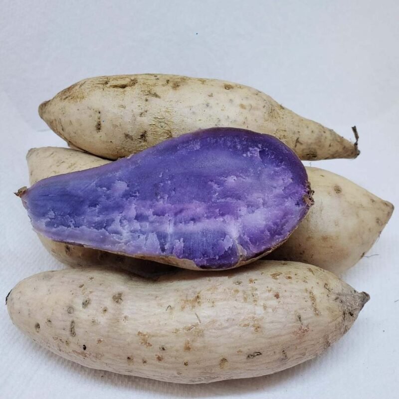 Okinawa Sweet Potato Slips