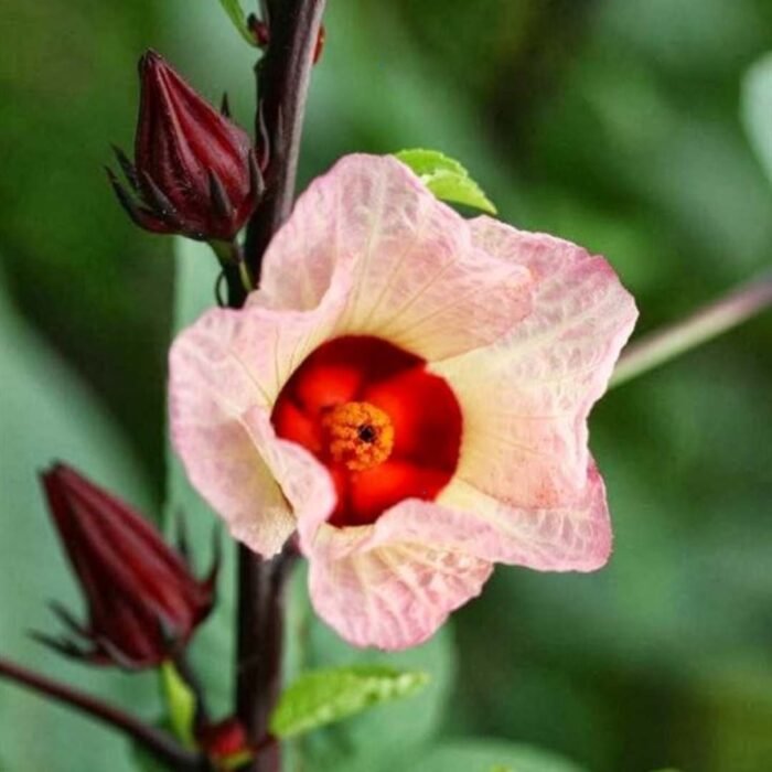 Roselle Hibiscus Seeds 1